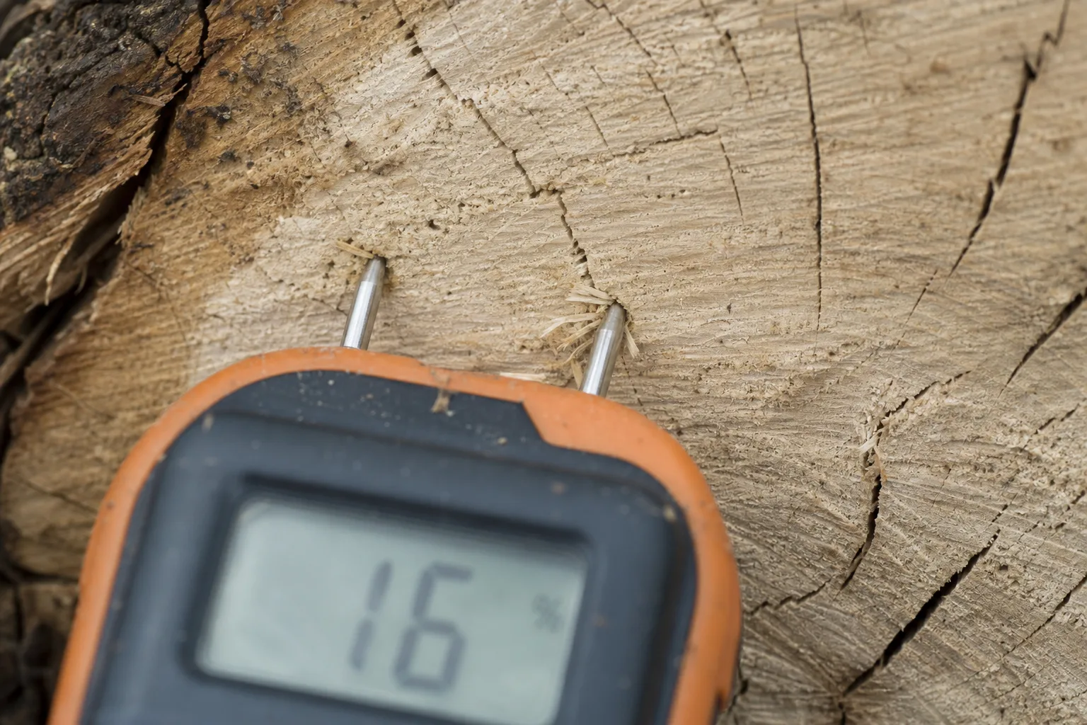 Firewood moisture meter pins pressed across the grain into a freshly split oak face